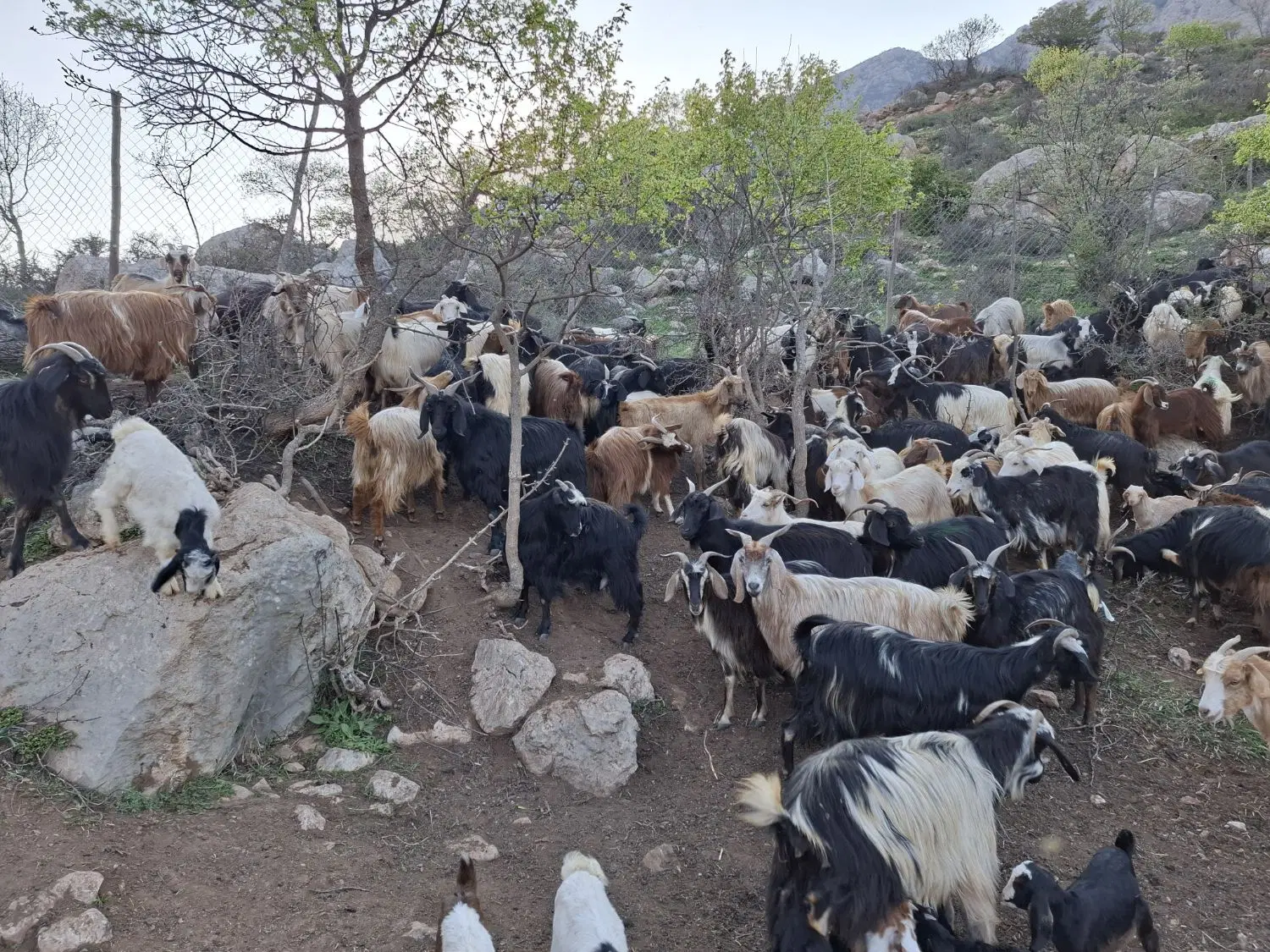 بز داشتی|حیوانات مزرعه|سمنان, |دیوار