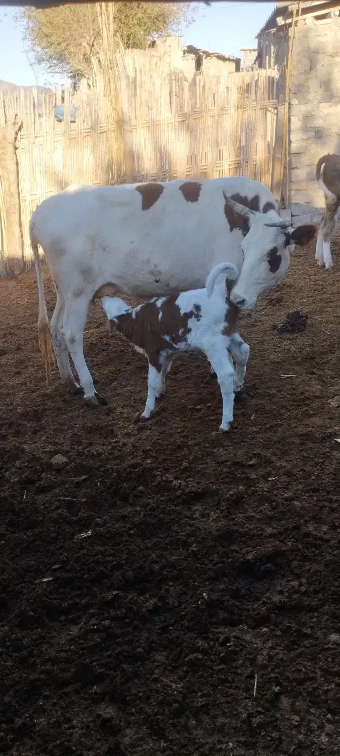 گاو|حیوانات مزرعه|فراغی, |دیوار