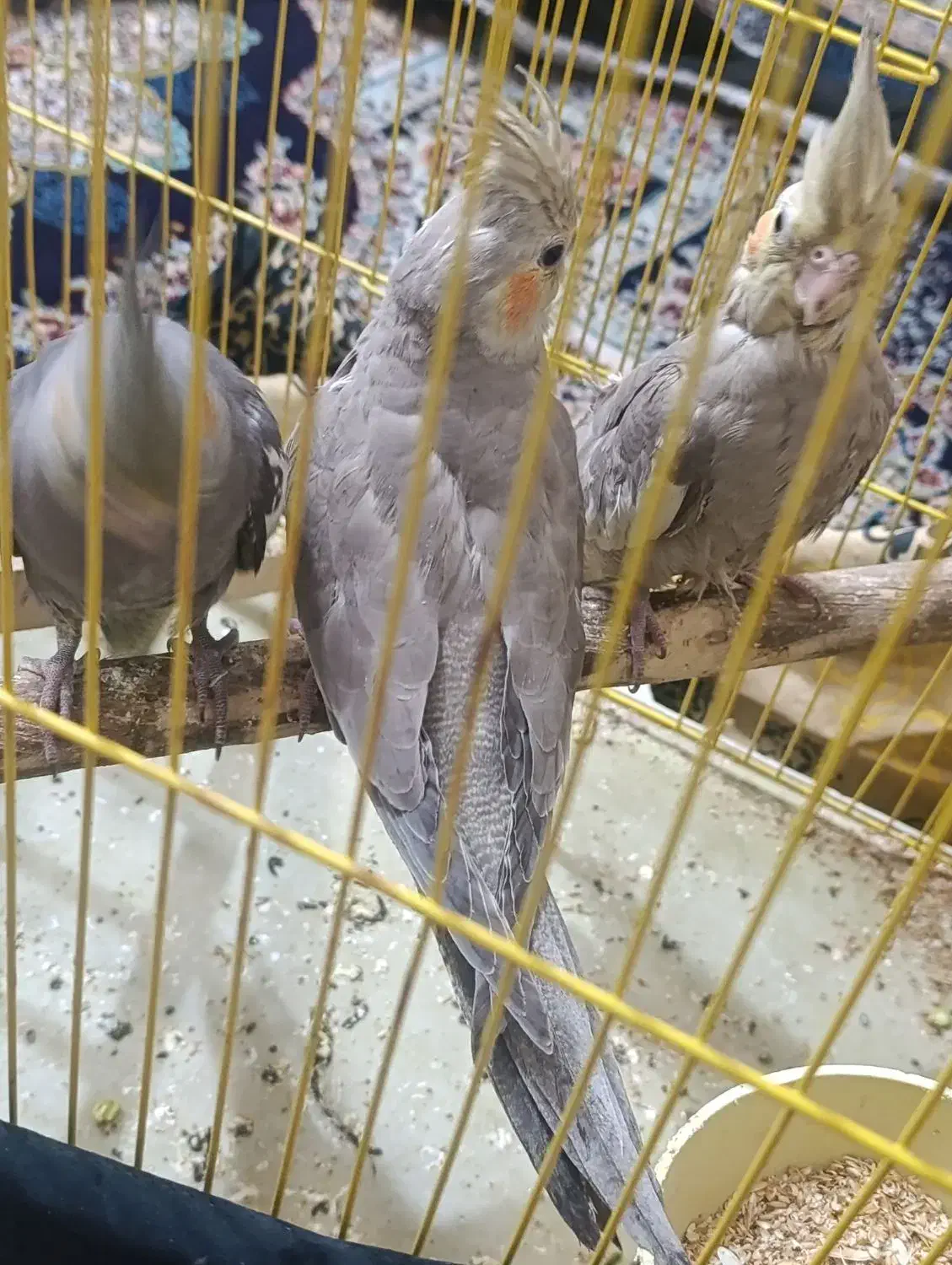 عروس هلندی|پرنده|تهران, والفجر (افسریه)|دیوار