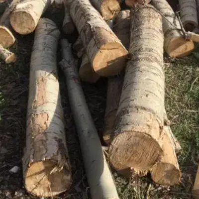 خریدار. چوب|خدمات باغبانی و درختکاری|سنقر, |دیوار