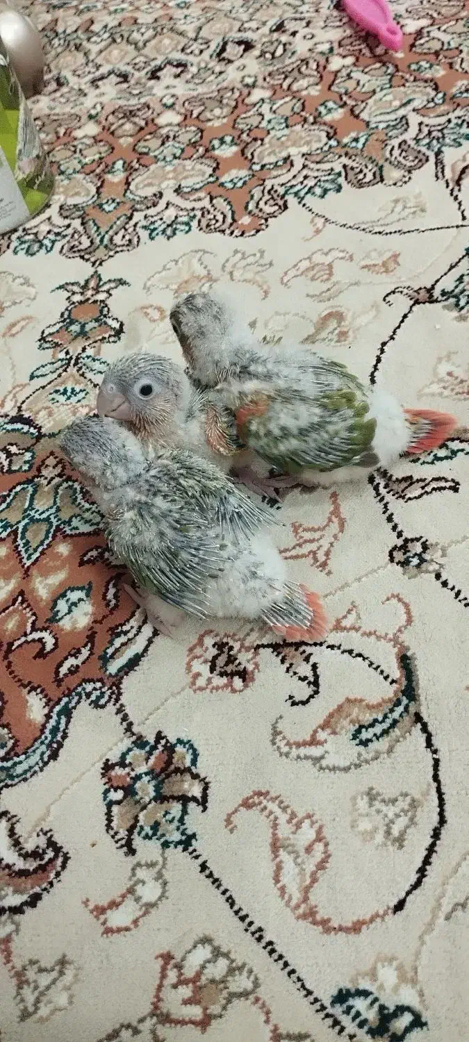 جوجه گرنچیگ سرلاکی آناناسی|پرنده|سبزوار, خسروجرد|دیوار