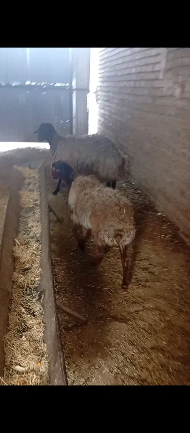 میش و بره ماده|حیوانات مزرعه|تربت جام, جامرود|دیوار