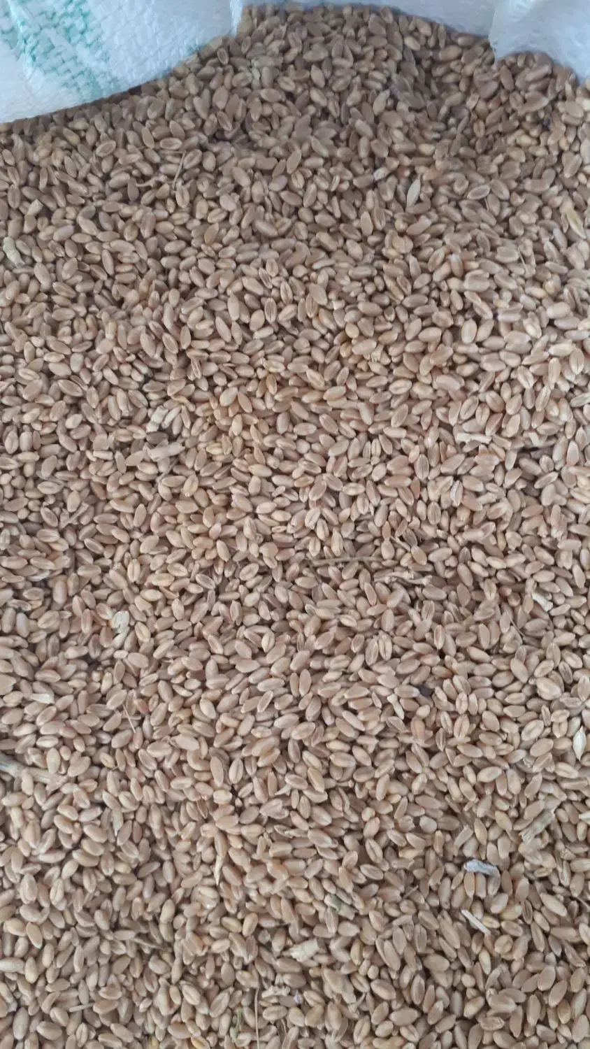 فروش گندم|حیوانات مزرعه|جوکار, |دیوار