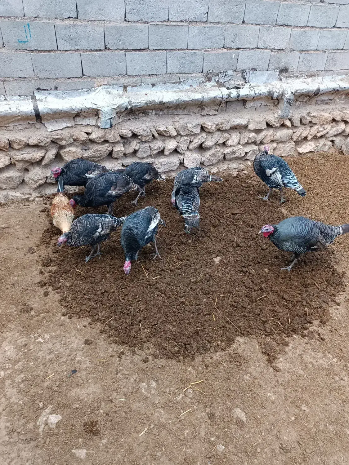 بوقلمون|حیوانات مزرعه|قره ضیاالدین, |دیوار