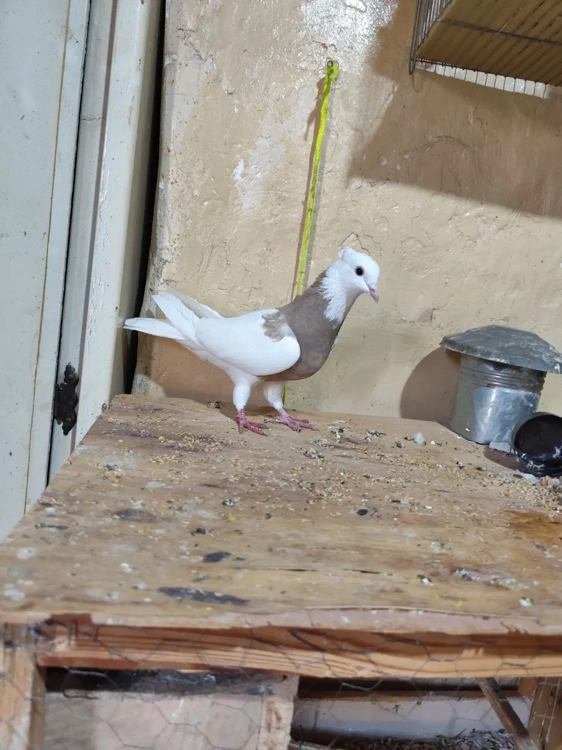 طوقی|پرنده|بندر ماهشهر, |دیوار