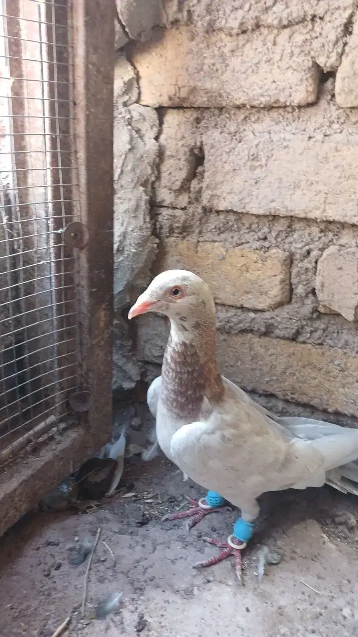 9عدد کفتر جنگنده اتوم|پرنده|تاکستان, |دیوار