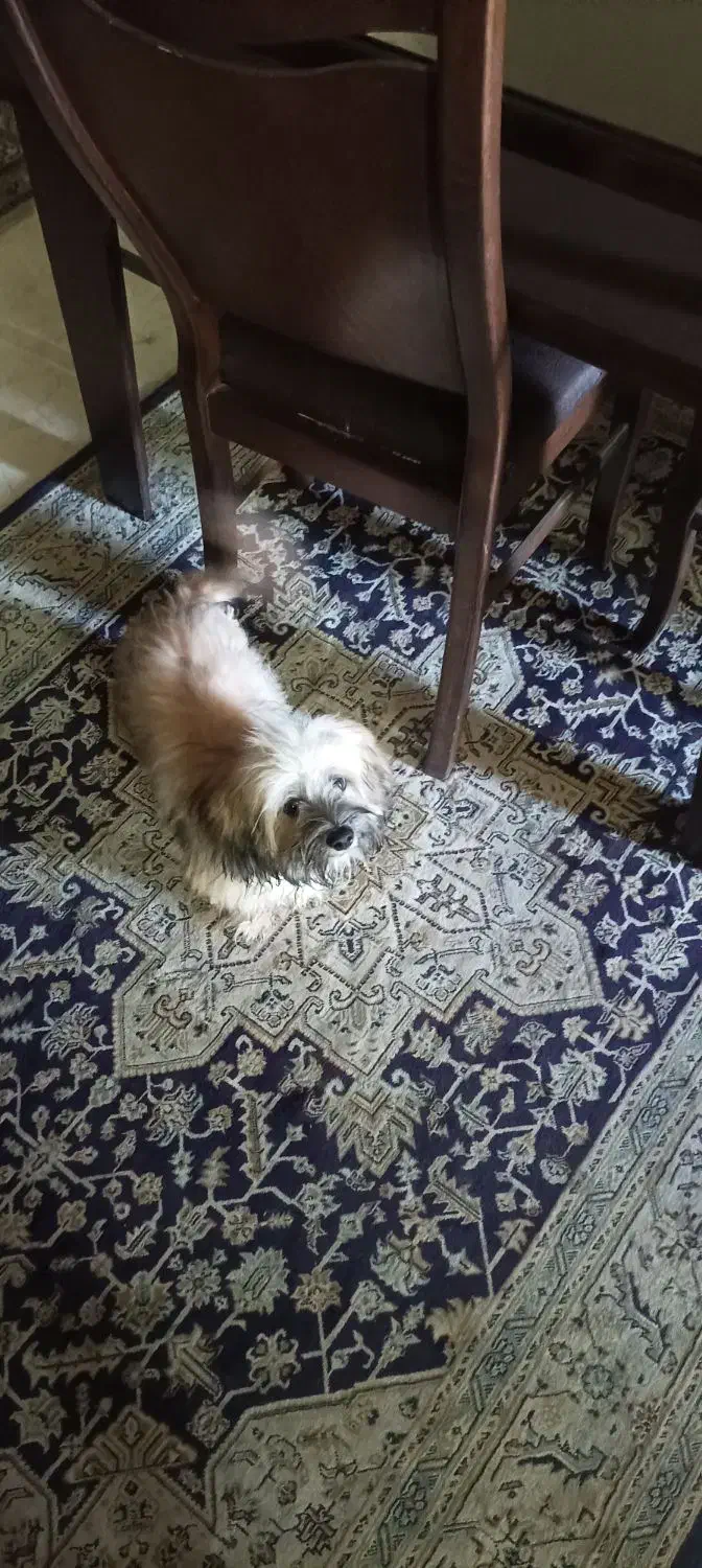 شیتزو 7ماهه واگذاری فوری شناسنامه دار|سگ|کرج, مهرویلا جنوبی|دیوار