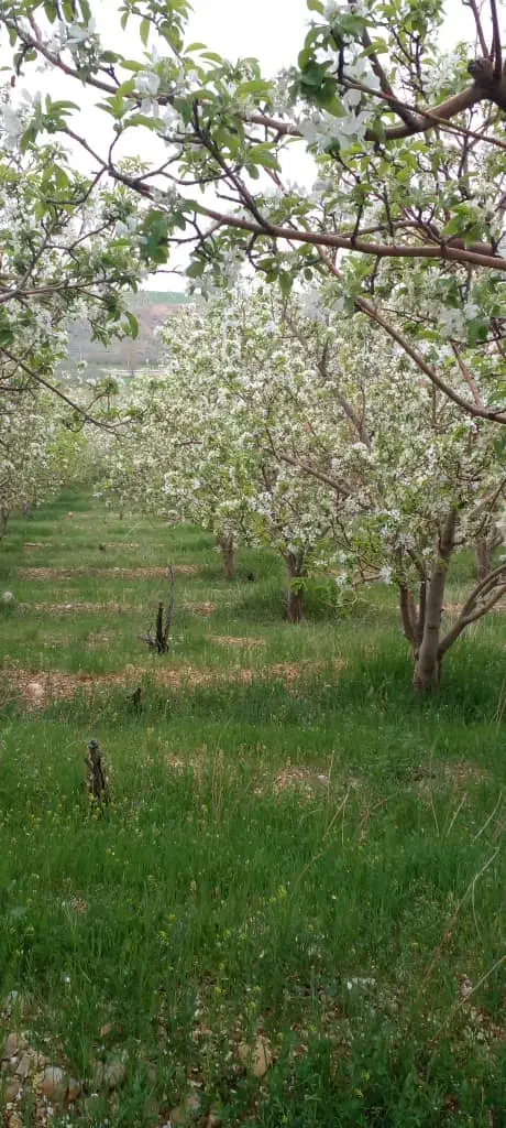 فروش باغ سپیدان برشنه بین ۱۰۰۰ متر تا ۳۷۰۰ متر|فروش زمین و ملک کلنگی|سپیدان, |دیوار