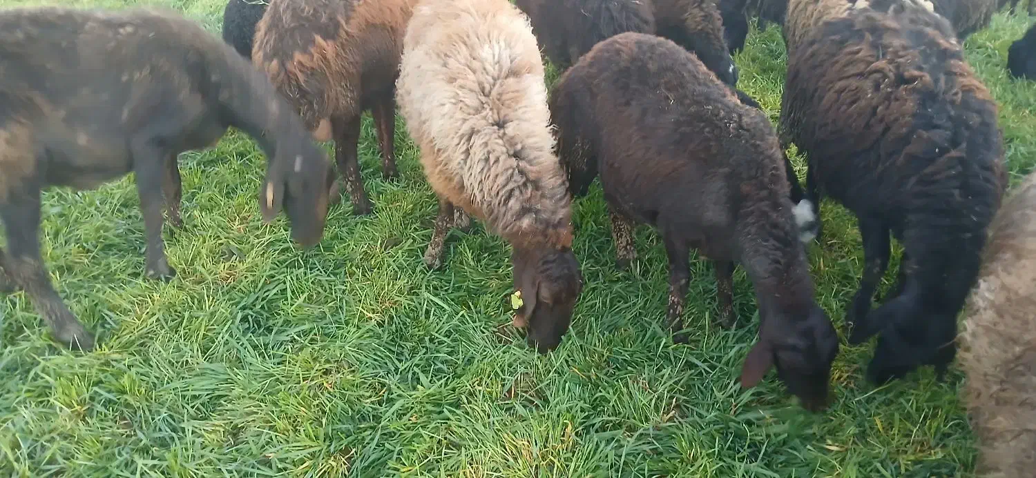 میش‌هترو|حیوانات مزرعه|نیشابور, مازول|دیوار