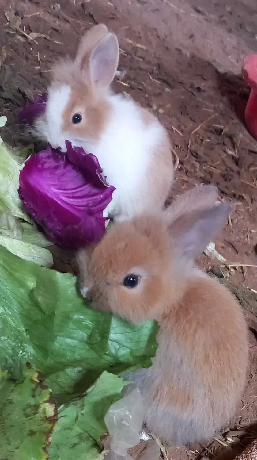 بچه خرگوش لوپ هلندی|موش و خرگوش|قم, شاه سید علی|دیوار