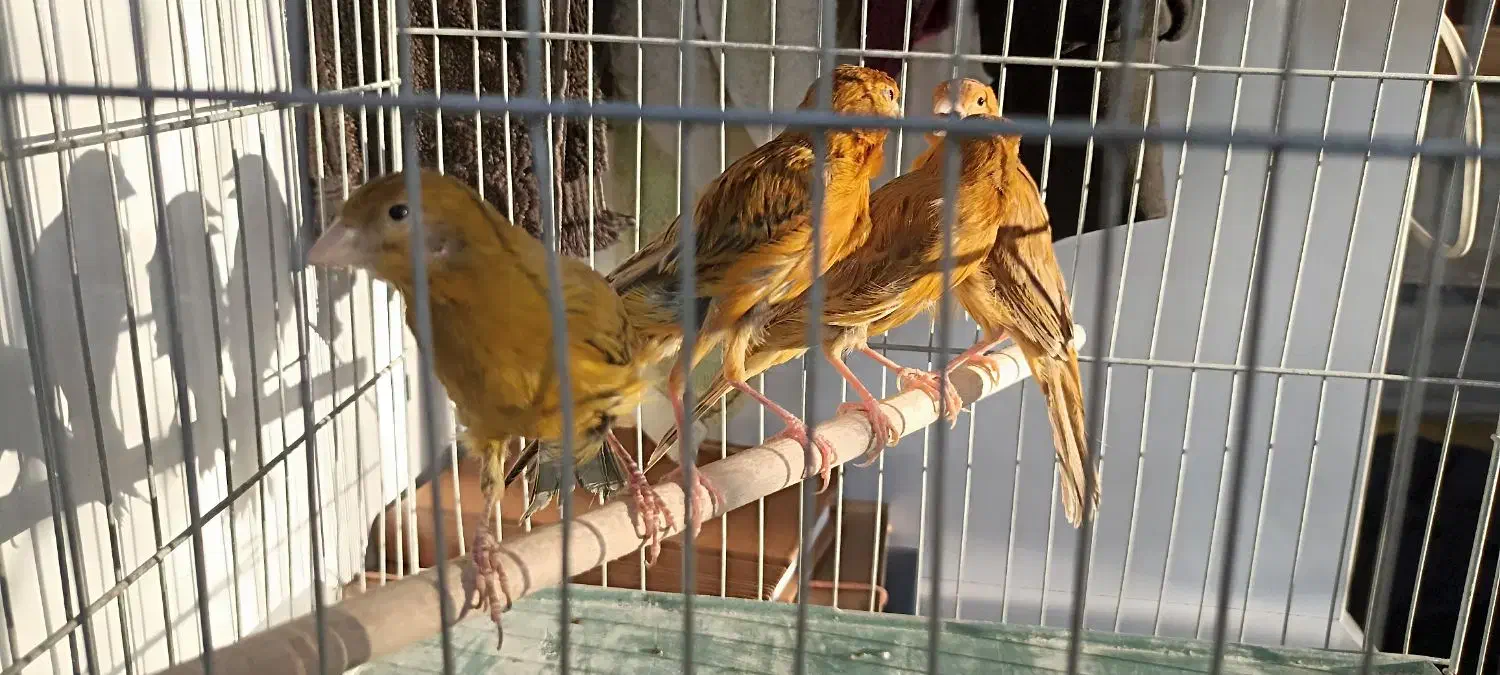 ماده قناری جوان|پرنده|کرمان, |دیوار