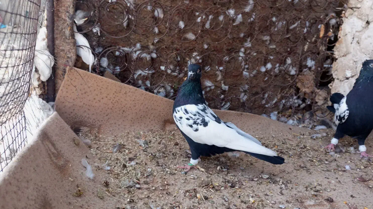 کبوتر سینه ای جم|پرنده|جم, |دیوار