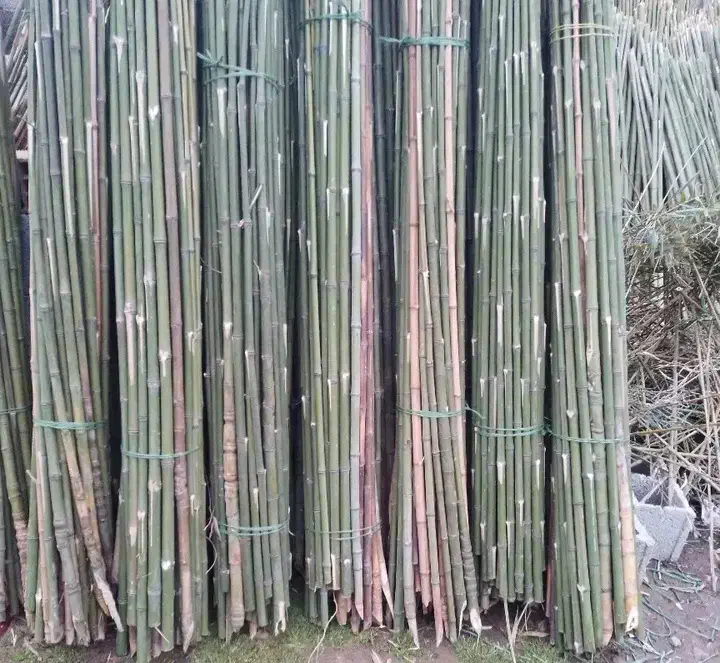 پای نهال بامبو|گل و گیاه طبیعی|فومن, |دیوار