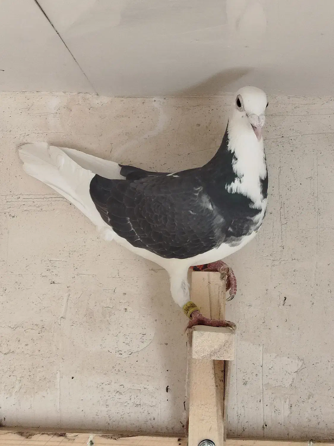 پشتی|حیوانات|شیراز, گود عربان|دیوار