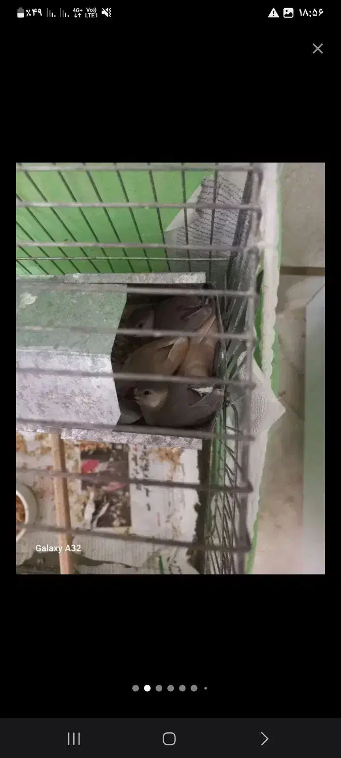 فنج نرگسی قفسی شکلاتی و دوجفت تخم گذاشتن|پرنده|قم, فرهنگیان و شهربانی|دیوار