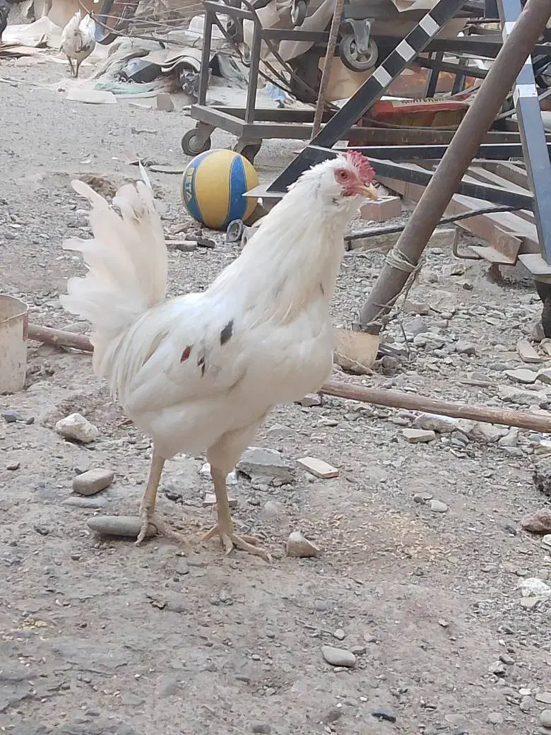 خروس|حیوانات مزرعه|قدس, شهر‌قدس|دیوار