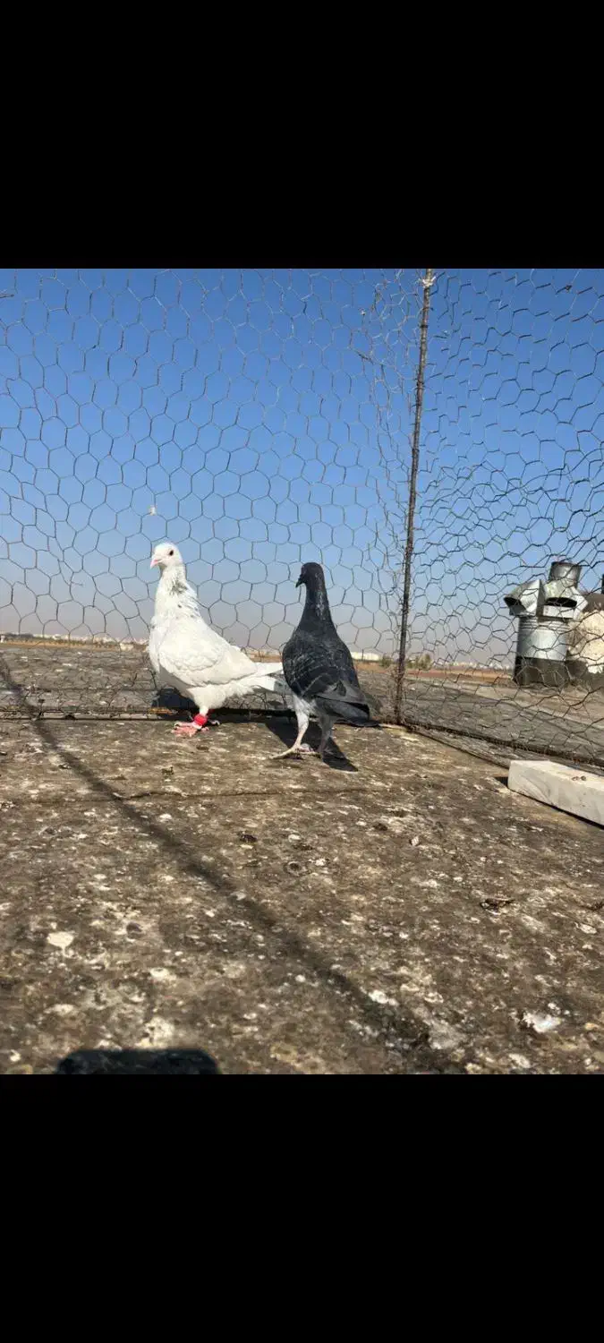 هفت رنگ خطی|پرنده|اقبالیه, |دیوار