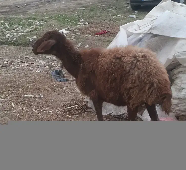 بره گوسفند افشاری|حیوانات مزرعه|مینودشت, |دیوار