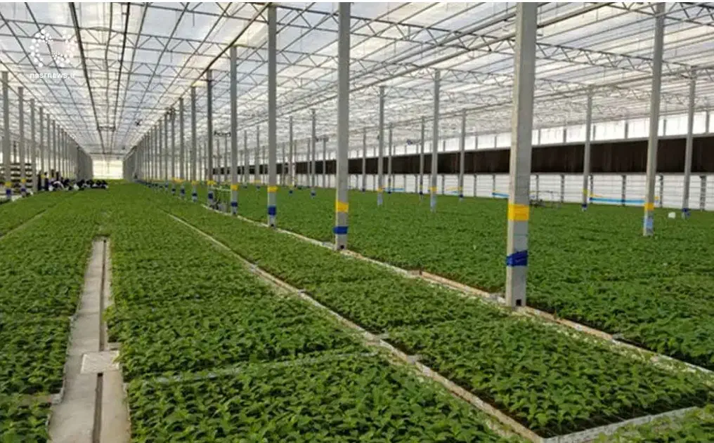 نصاب گلخانه|خدمات پیشه و مهارت|سراوان, |دیوار