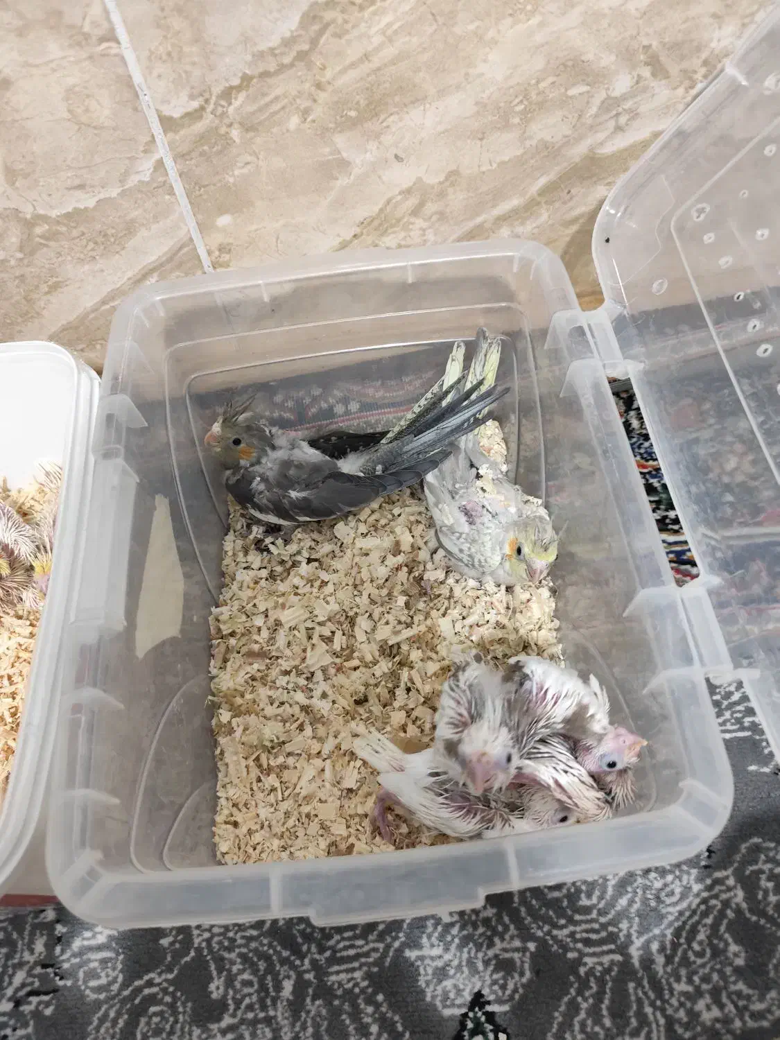 جوجه عروس هلندی|پرنده|شیراز, کوشک میدان|دیوار