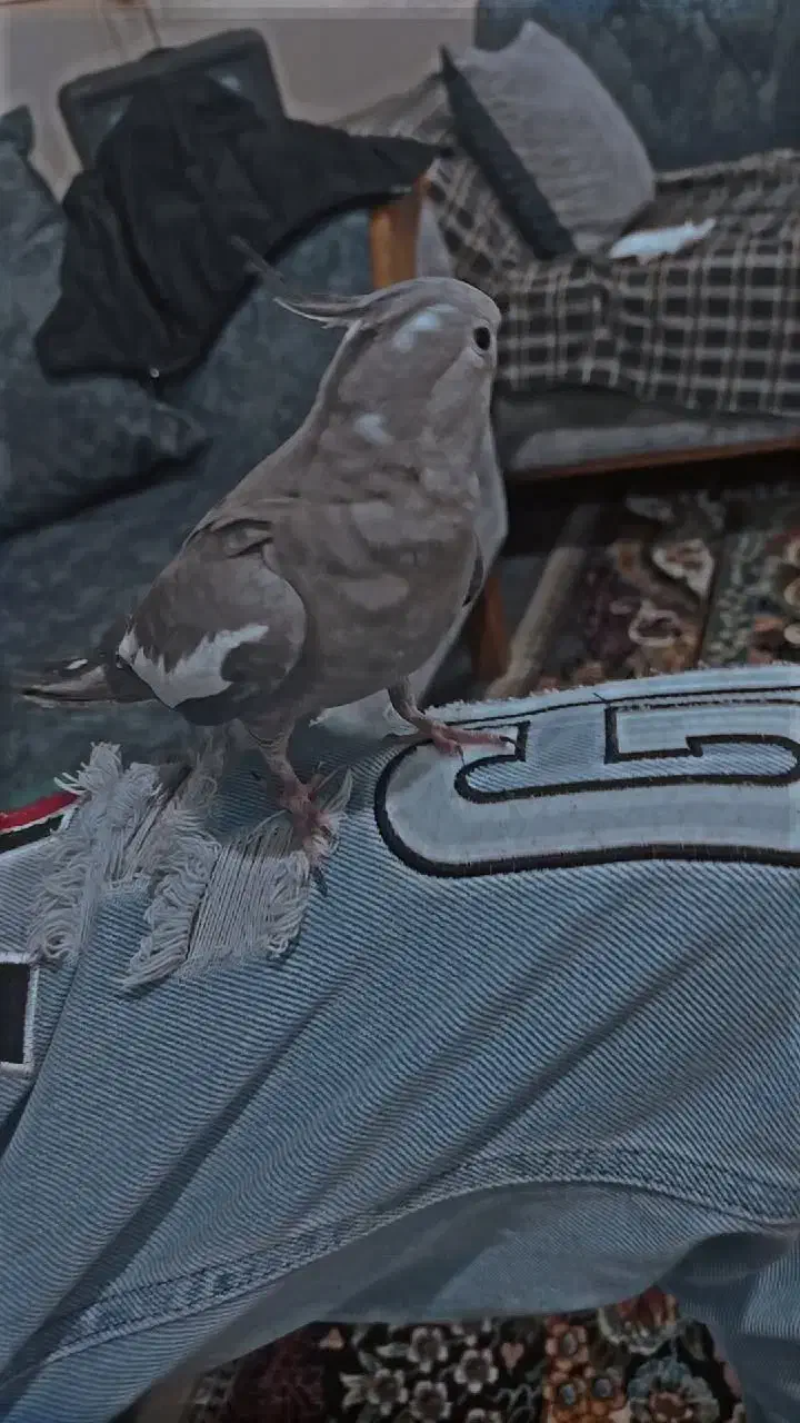 عروس هلندی جفت|پرنده|اشتهارد, |دیوار