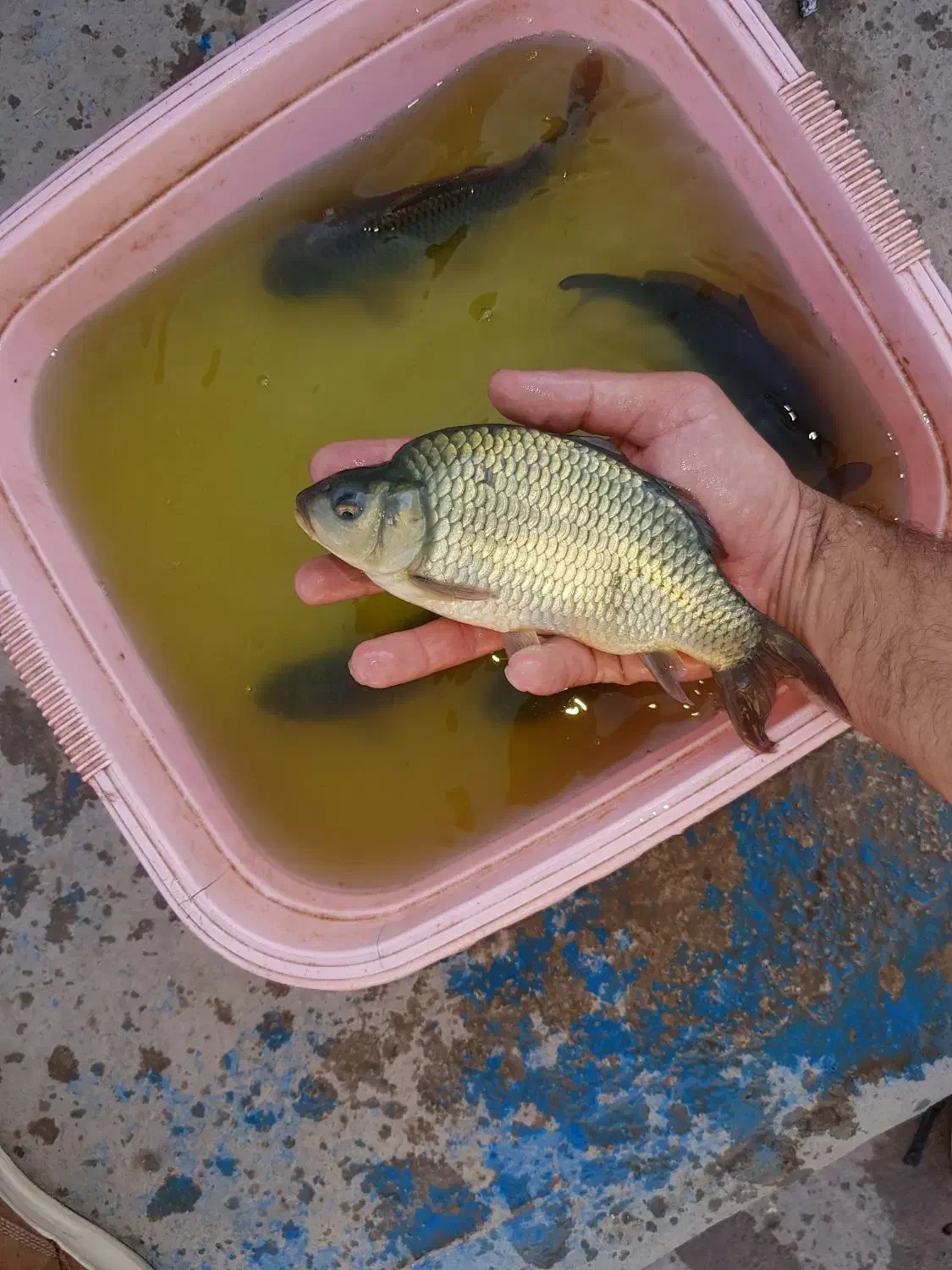 توزیع بچه ماهی قزل الا و بچه ماهی کپور کوهان دار|ماهی|زنجان, |دیوار