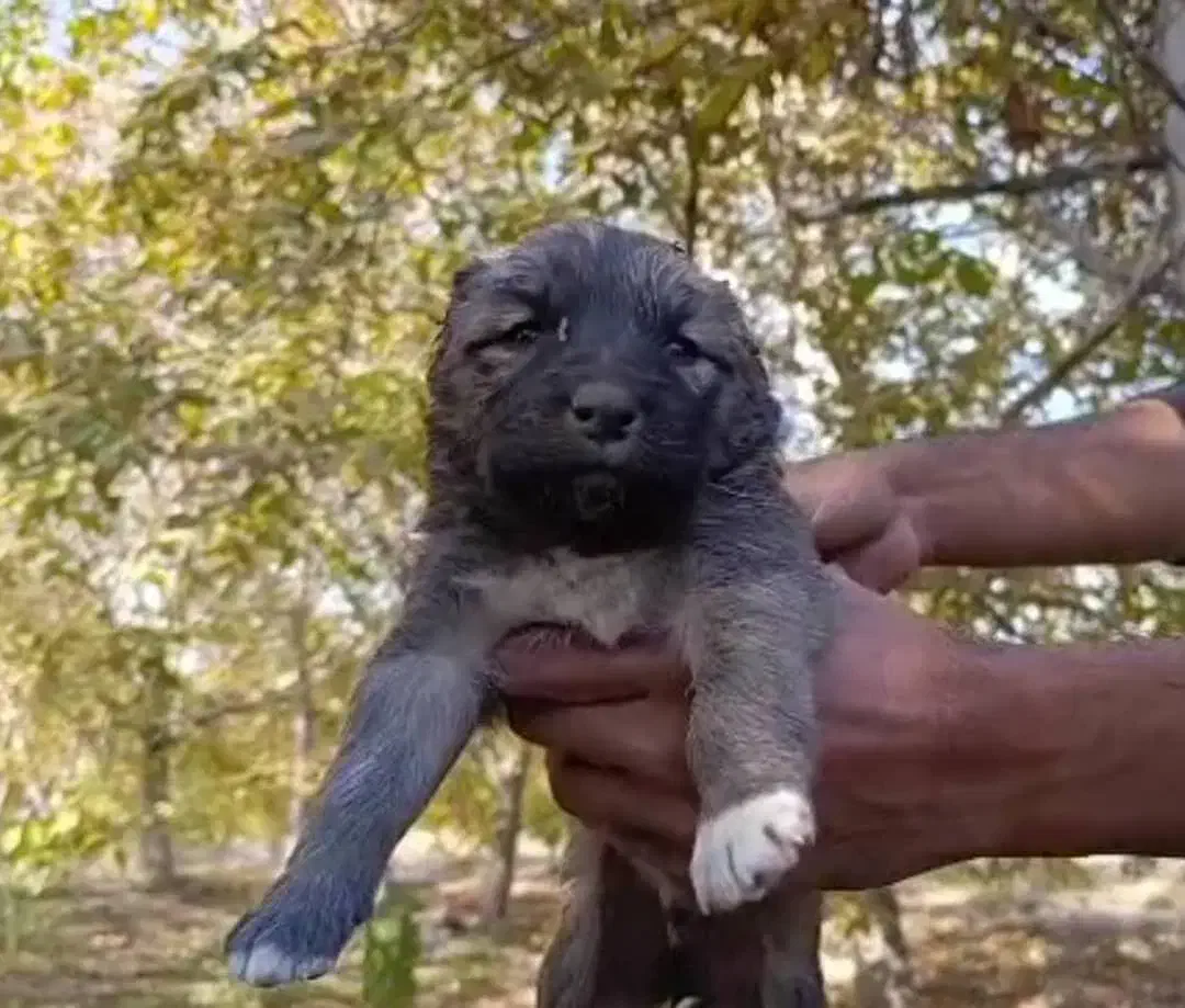 تو سگ سرابی شجره دار|سگ|رشت, منظریه|دیوار