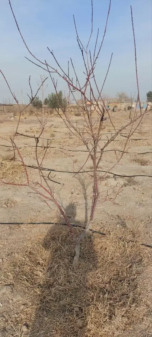 درخت و نهال مثمر میوه|خدمات باغبانی و درختکاری|پاکدشت, پاکدشت (مامازند)|دیوار