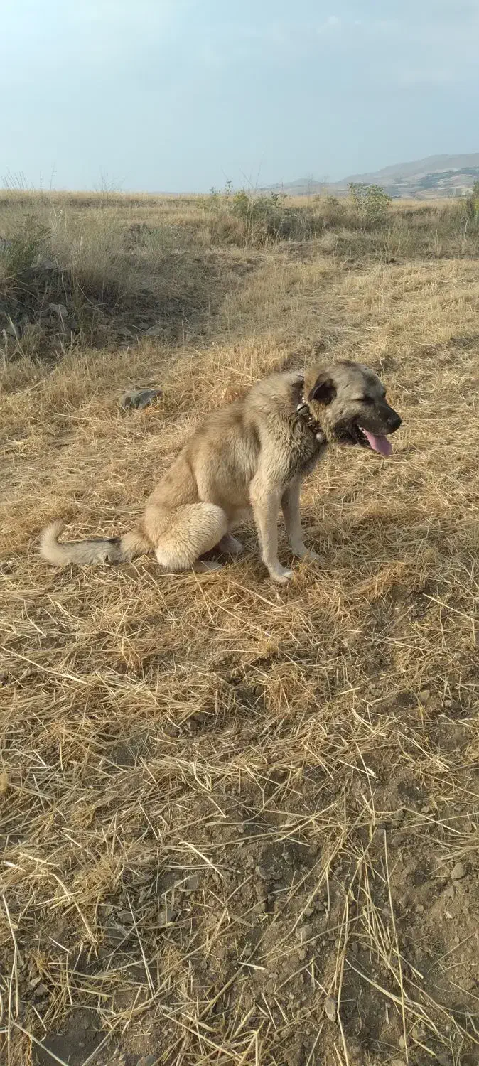 سگ پژدر|سگ|بروجرد, |دیوار