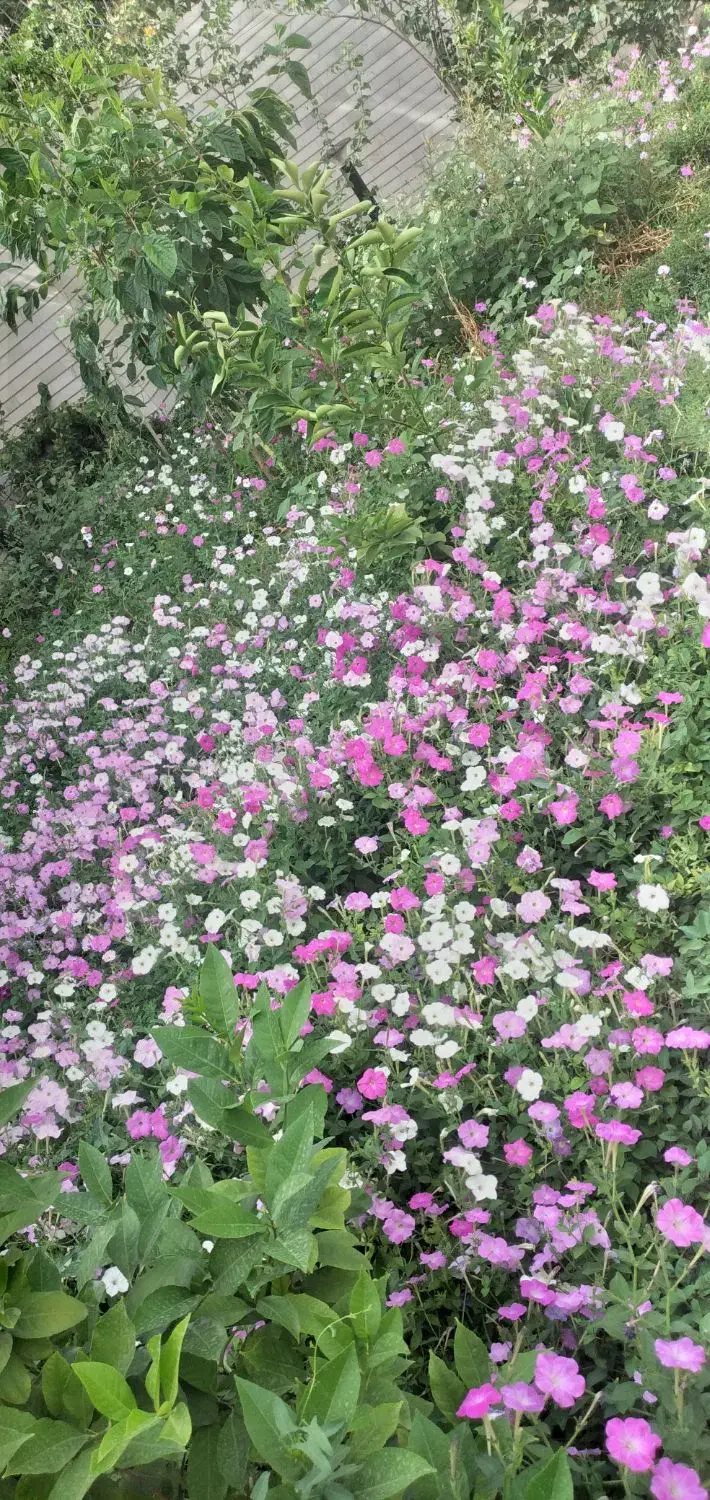 انواع خدمات باغبانی|خدمات باغبانی و درختکاری|اهواز, کیانپارس |دیوار