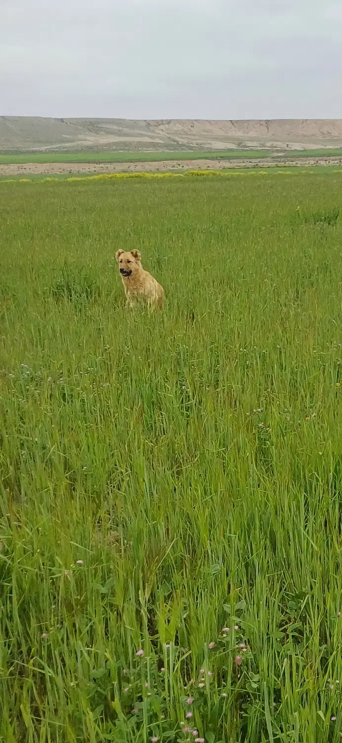 سگ گمشده|حیوانات|اردبیل, |دیوار