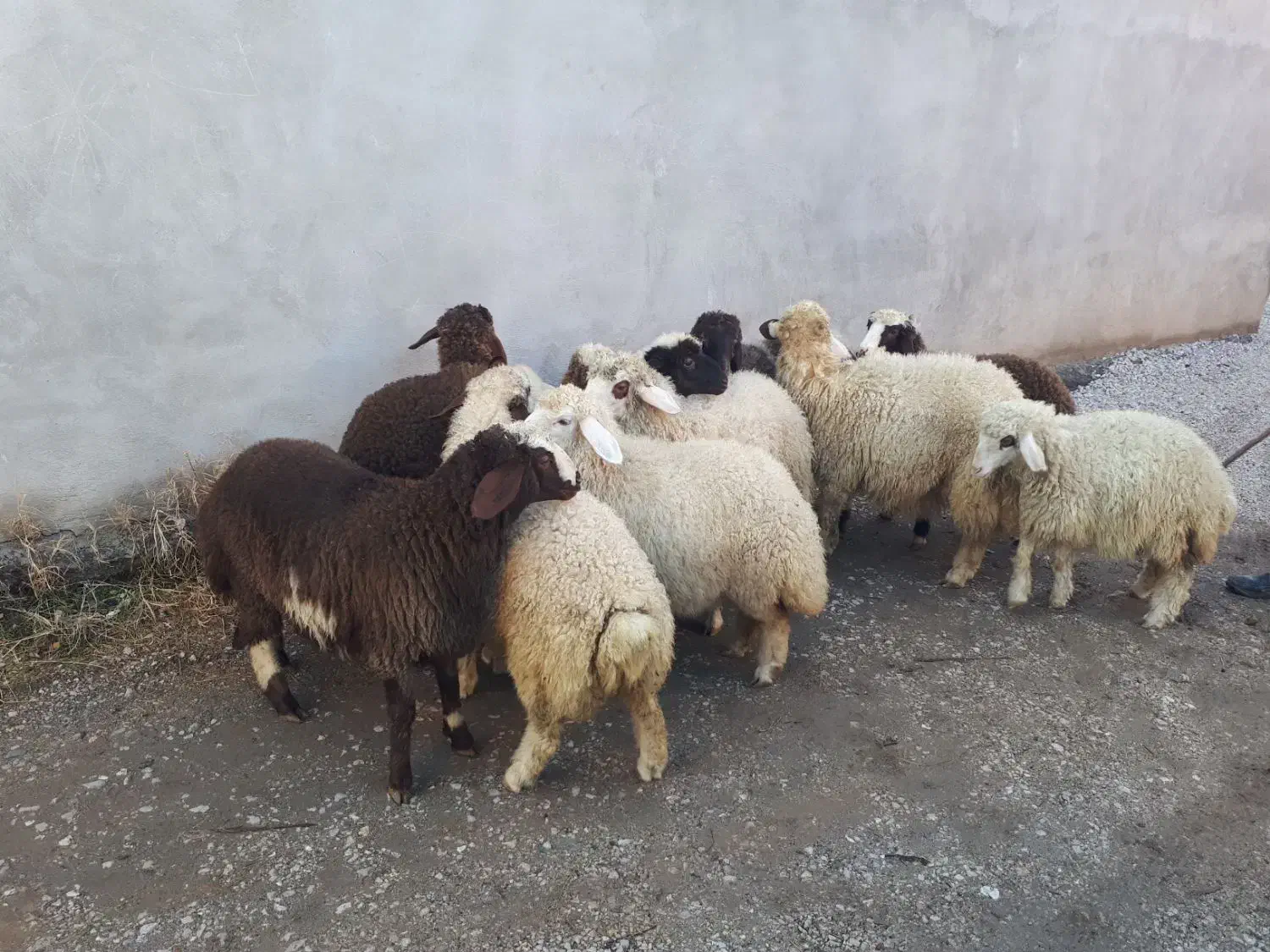 بره دوری|حیوانات مزرعه|کرمانشاه, |دیوار