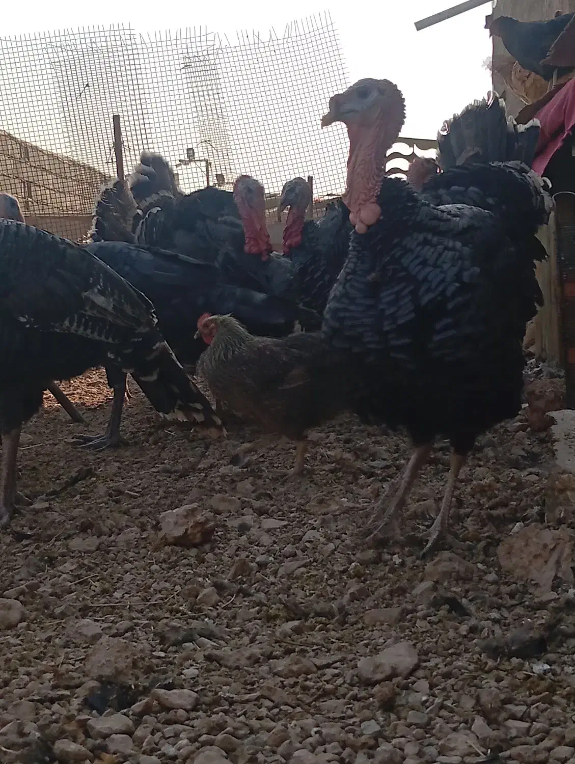 بوقلمون نر|حیوانات مزرعه|پاکدشت, پاکدشت (مامازند)|دیوار