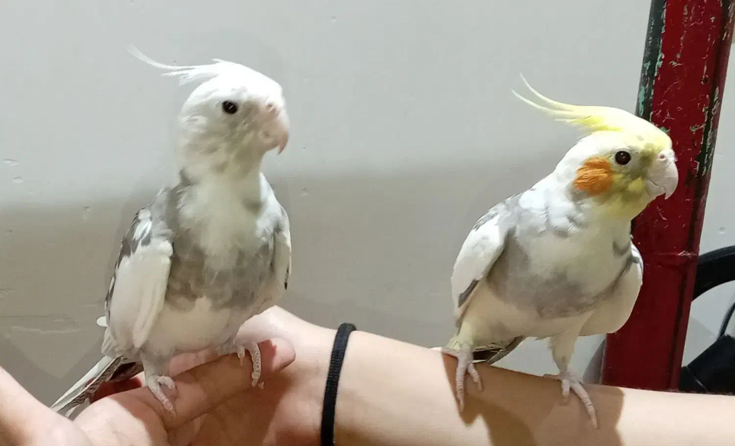 عروس هلندی|پرنده|یزد, |دیوار