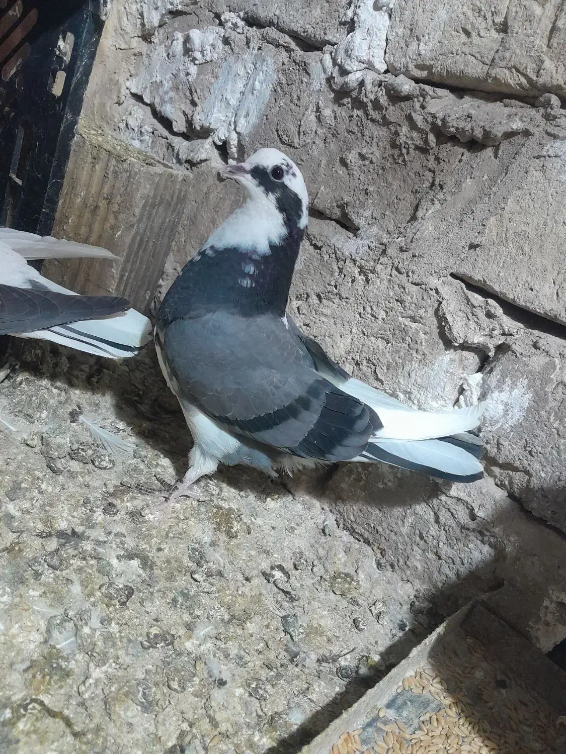 کفتر|پرنده|شهر ری, شهادت|دیوار