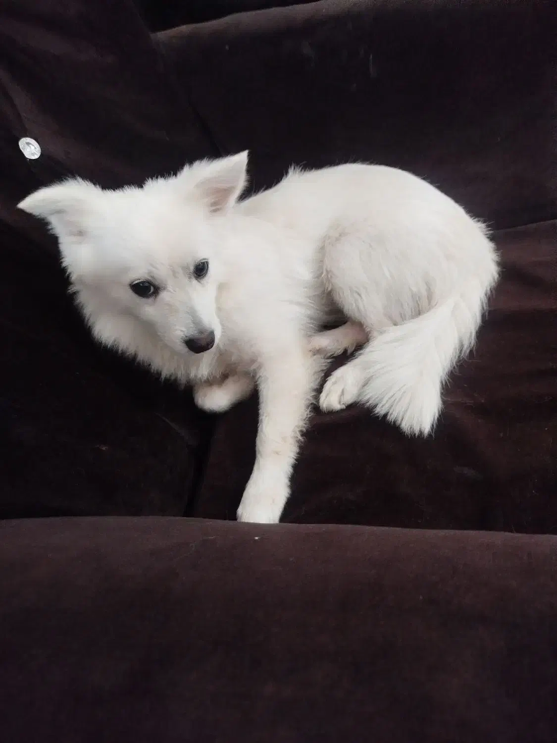 سگ اسپیتز اسم الیس|سگ|پاکدشت, پاکدشت (مامازند)|دیوار