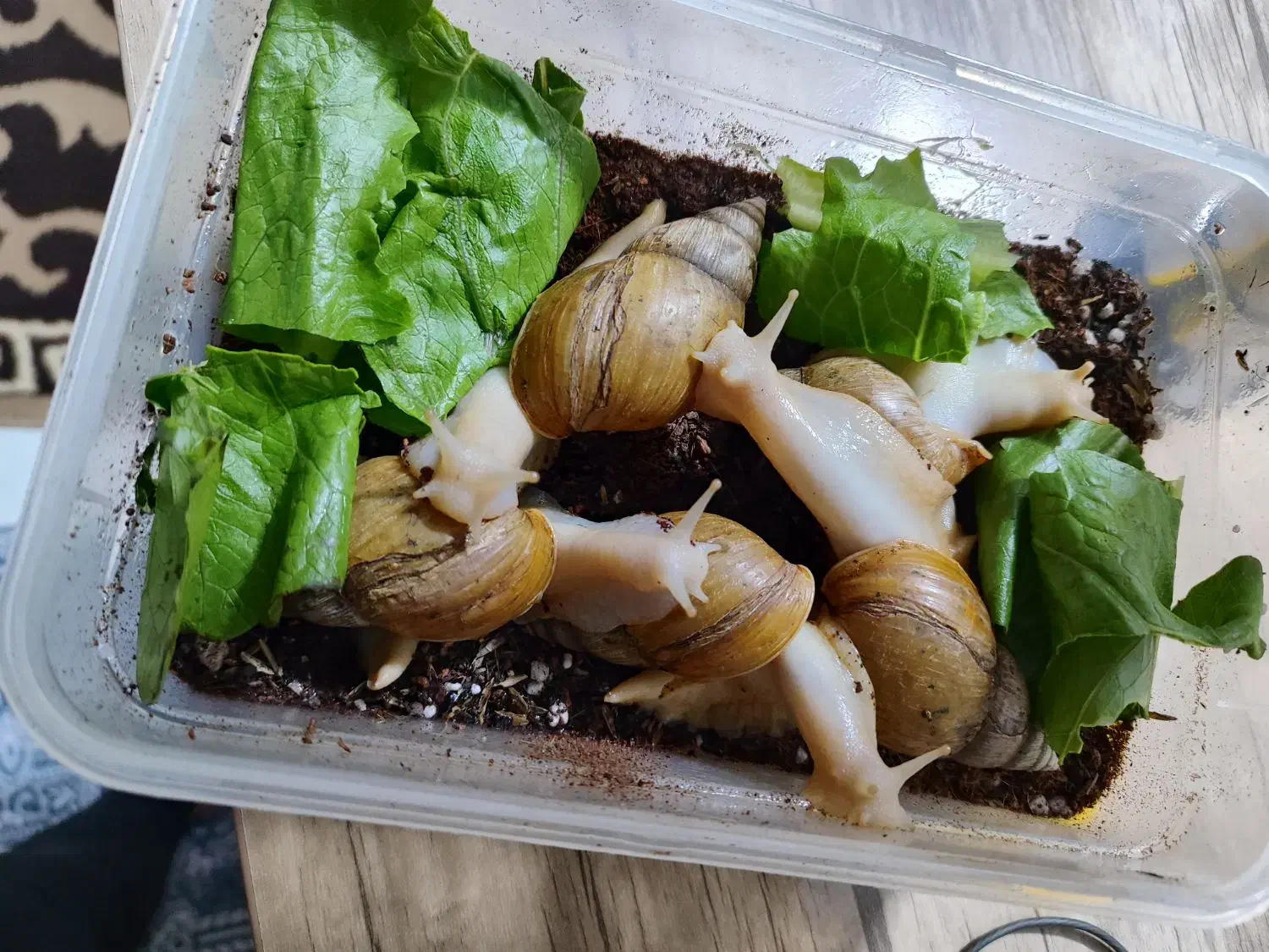 حلزون بالغ|خزنده|کرمانشاه, |دیوار