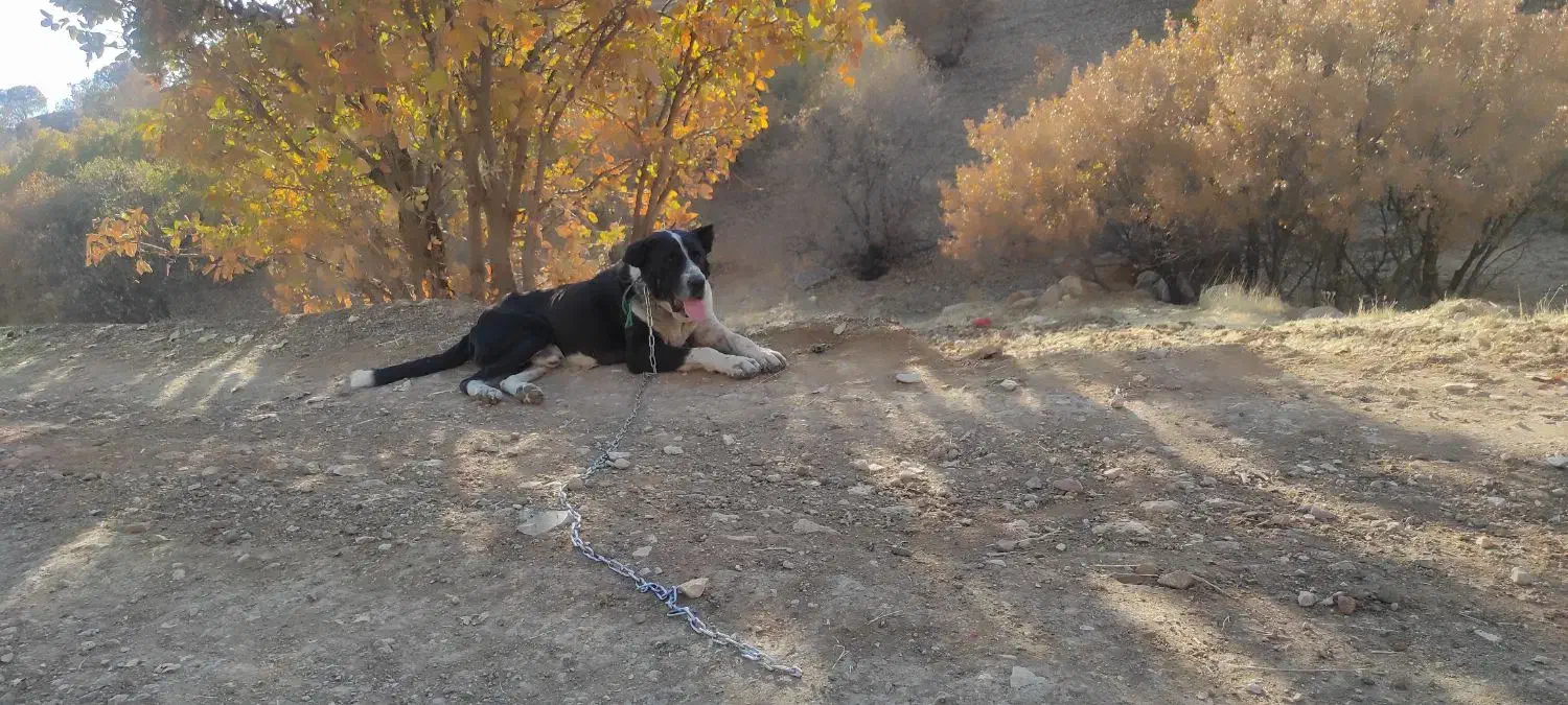 واگذاری سگ برای نسل کشی|سگ|کرمانشاه, |دیوار