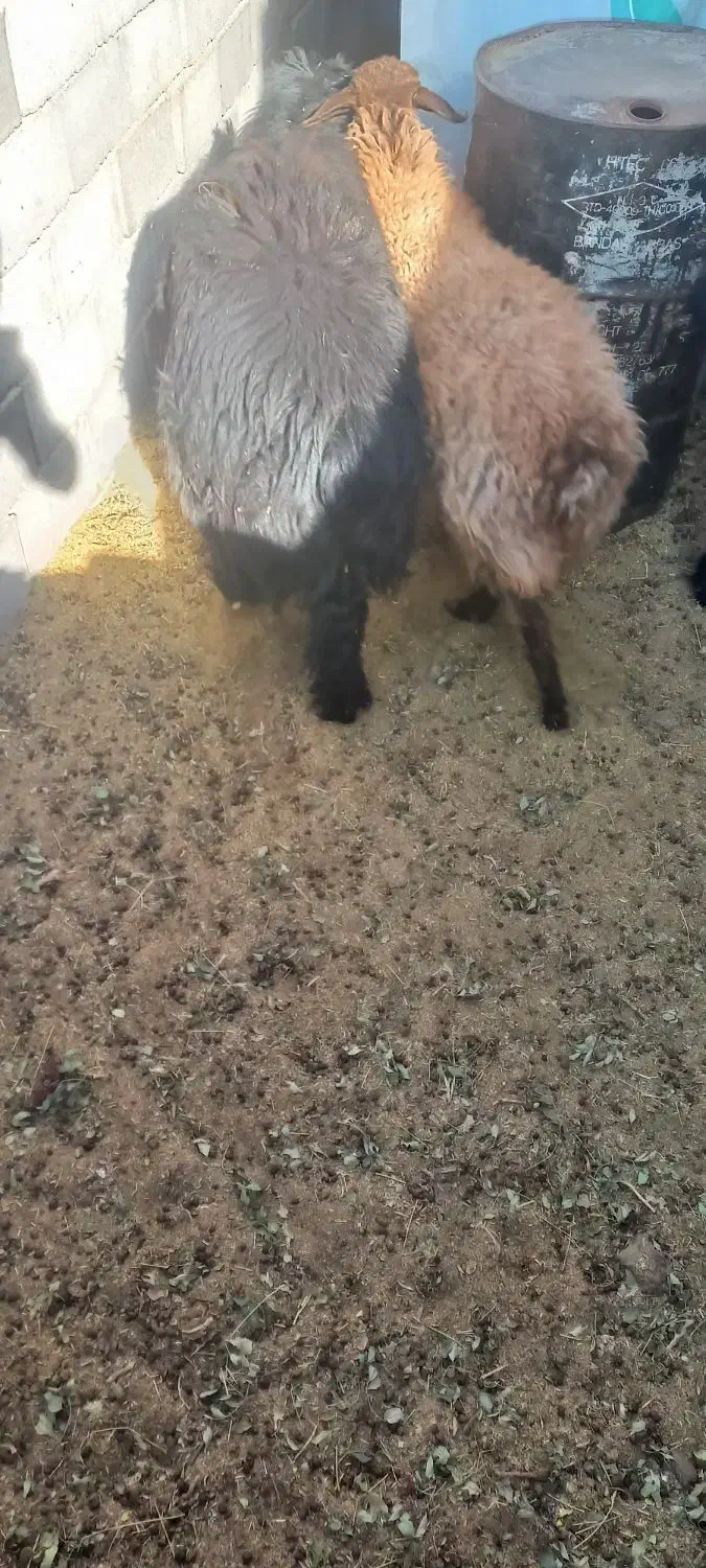 گوسفندفروشی|حیوانات مزرعه|کرمان, |دیوار