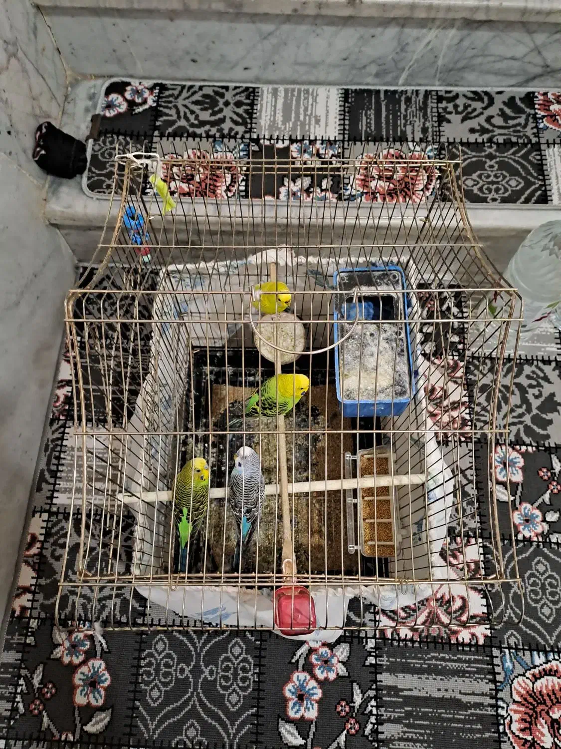 مرغ عشق|پرنده|نسیمشهر, |دیوار