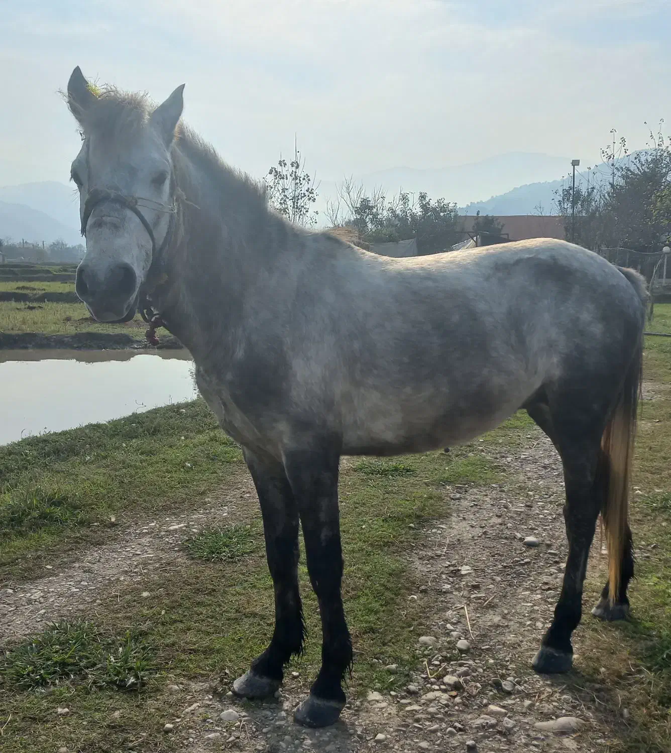 اسب|حیوانات مزرعه|احمدسرگوراب, |دیوار