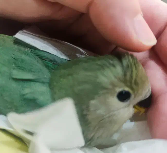 جفت مولد|پرنده|اندیمشک, |دیوار