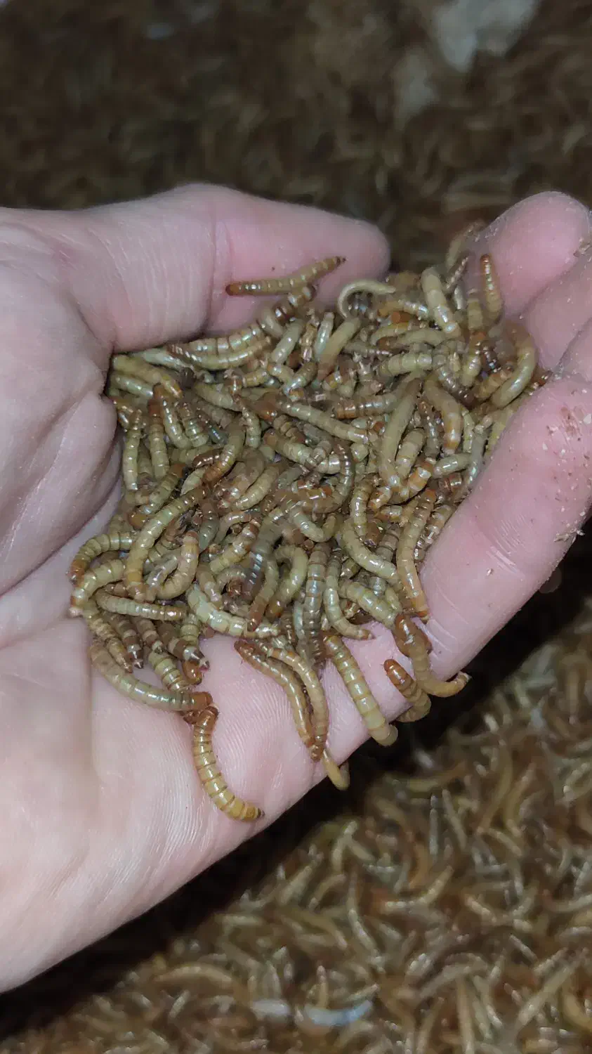 میلورم زنده صادراتی درجه یک|خزنده|بجنورد, |دیوار