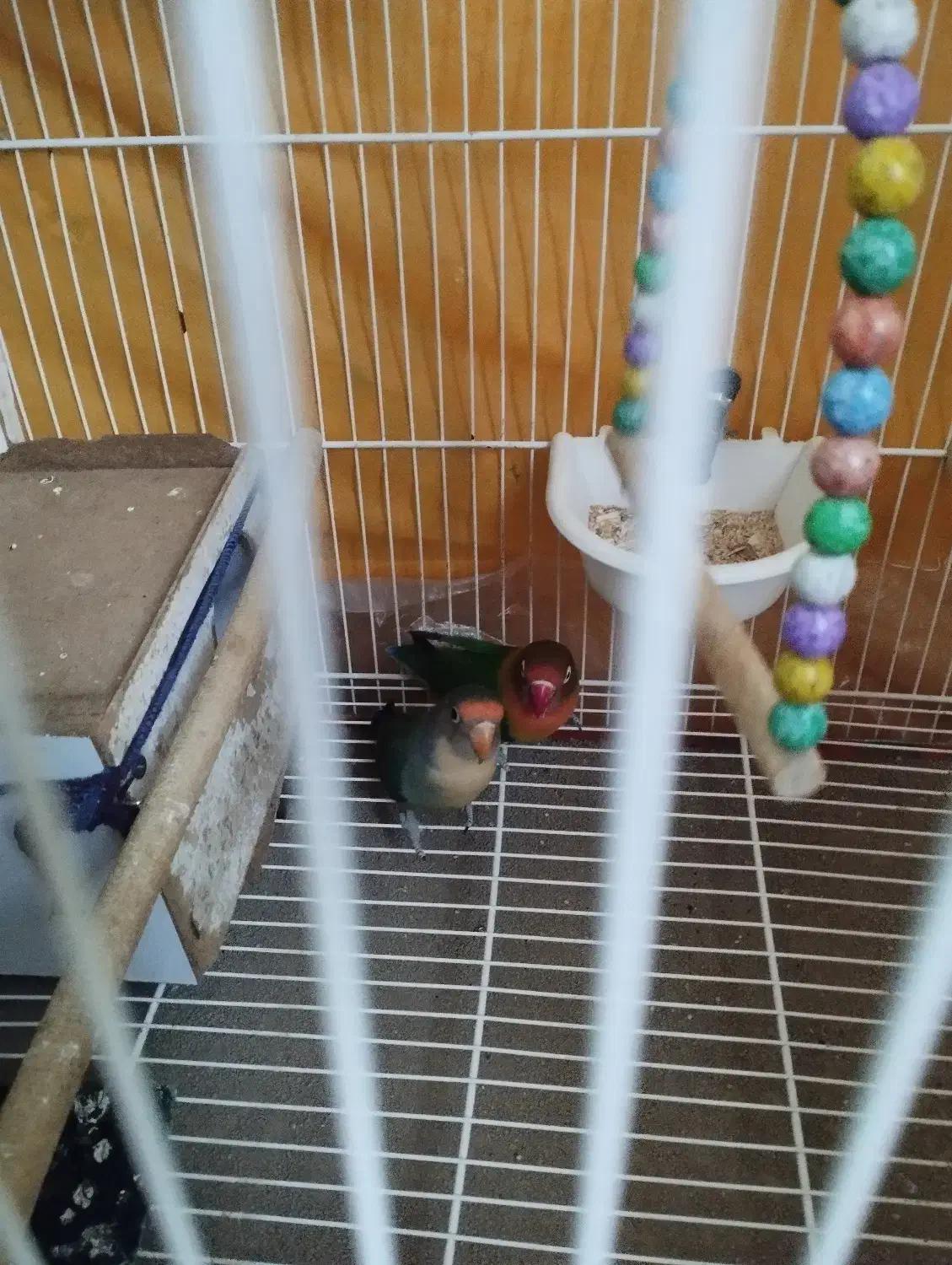 طوطی کوتوله برزیلی|پرنده|شیروان (خراسان), |دیوار