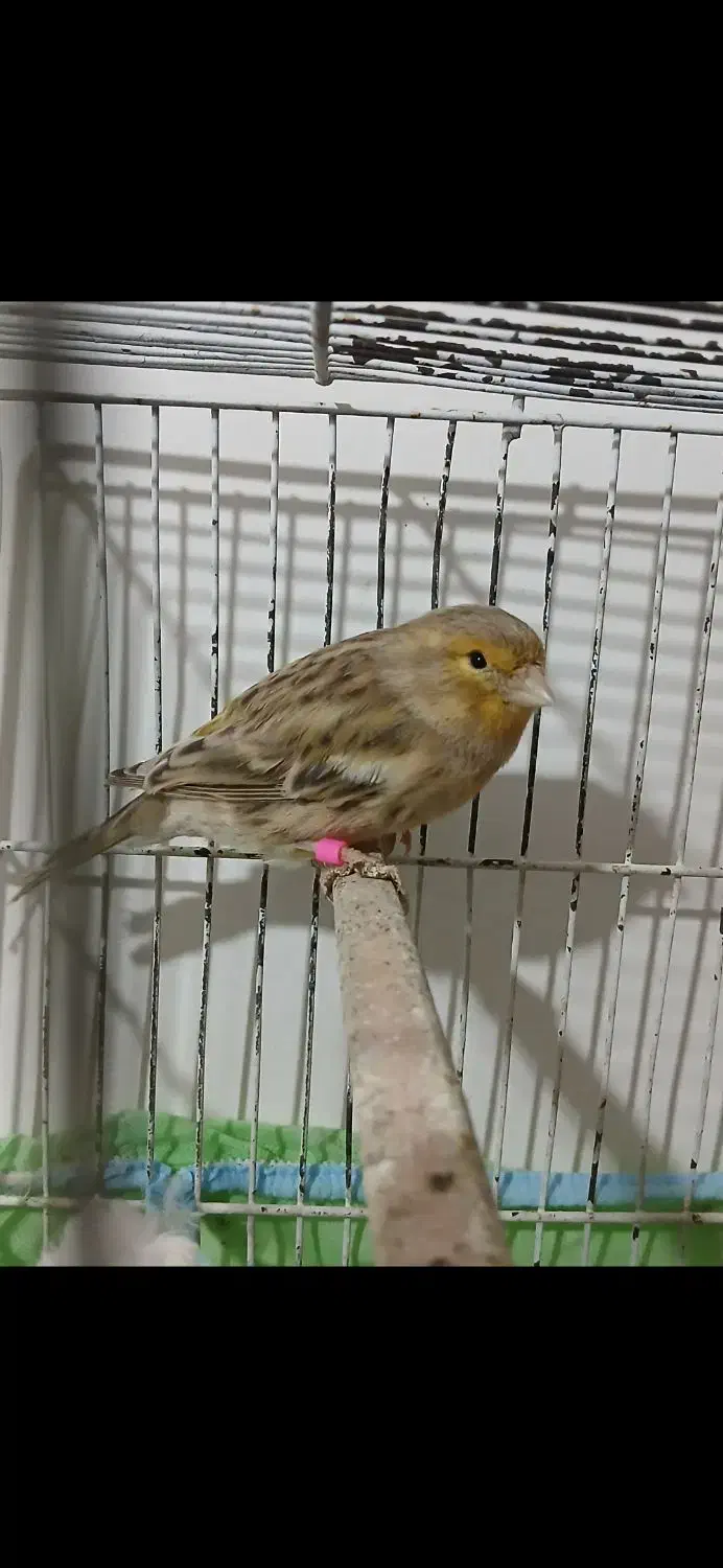 قناری ماده مست|پرنده|مسجد سلیمان, |دیوار