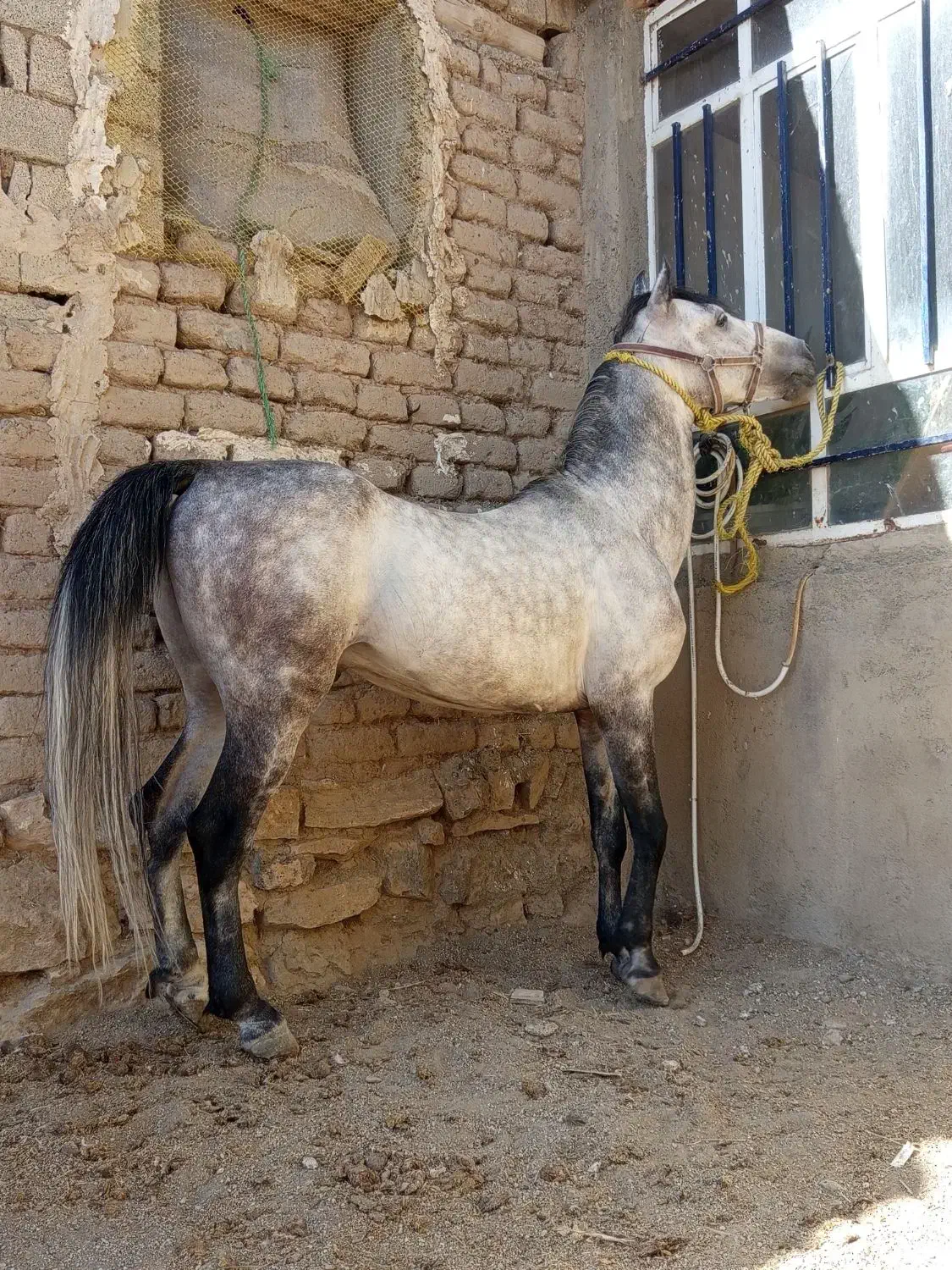 اسب نریون پنج سال یورقه|اسب و تجهیزات اسب‌سواری|پیرانشهر, |دیوار