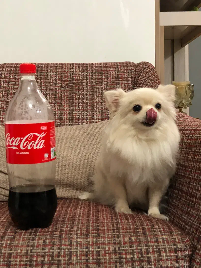 سگ جیبی مینیاتوری شیواوا|سگ|کوهدشت, |دیوار