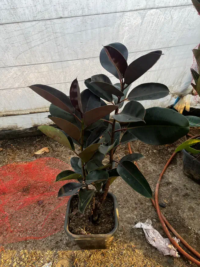 فیکوس جعبه انواع نژاد|گل و گیاه طبیعی|مشهد, الهیه|دیوار