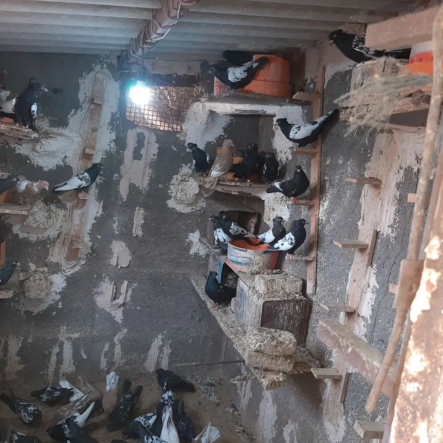 سینه سیاه و نیم تنه کفتر جوجه کشی|پرنده|بجستان, |دیوار