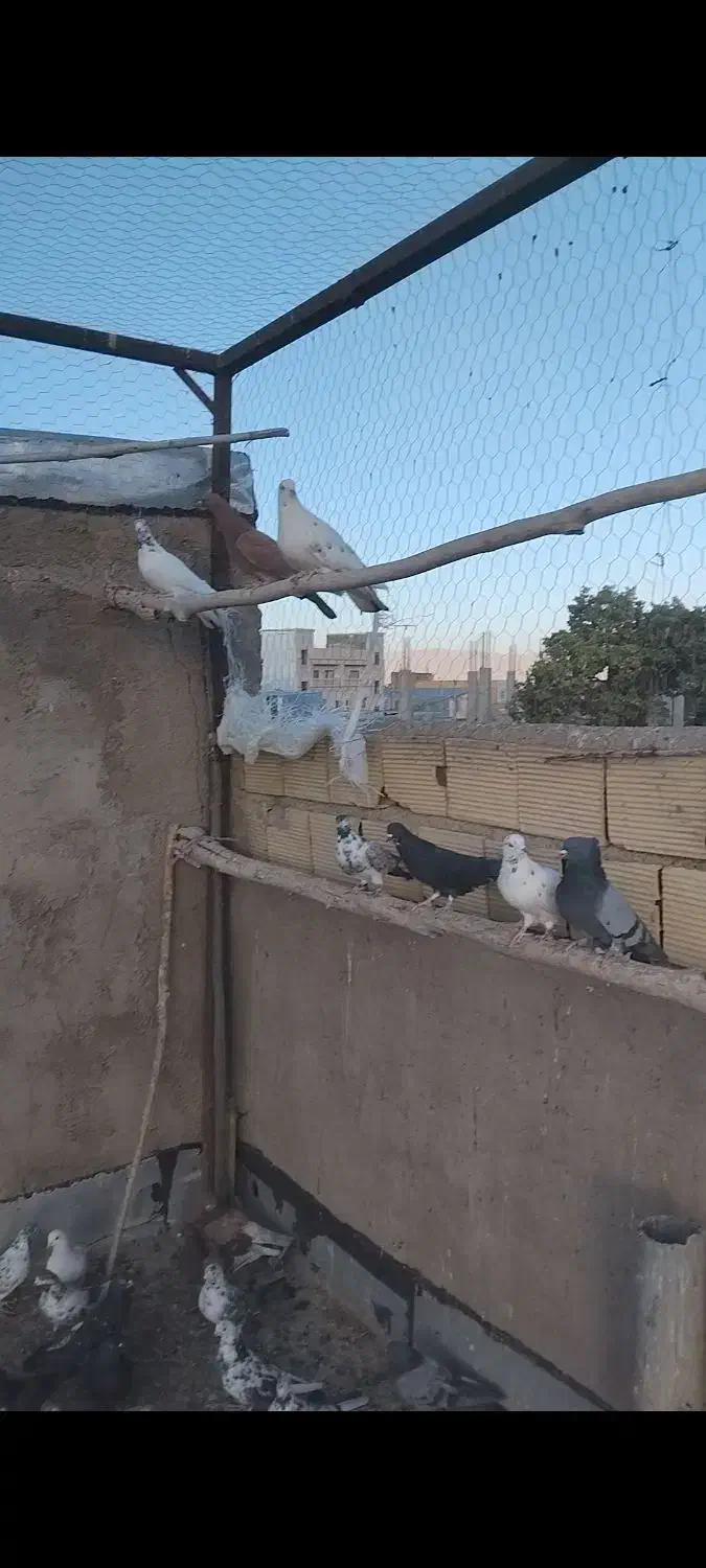 کبوتر|پرنده|سلطانیه, |دیوار